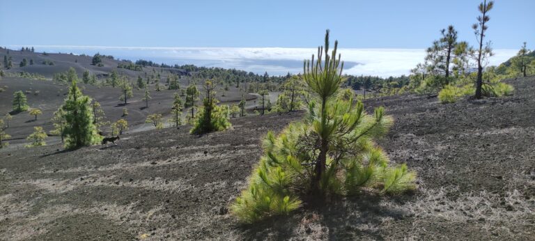 Die Große Vulkanroute La Palma Wanderung