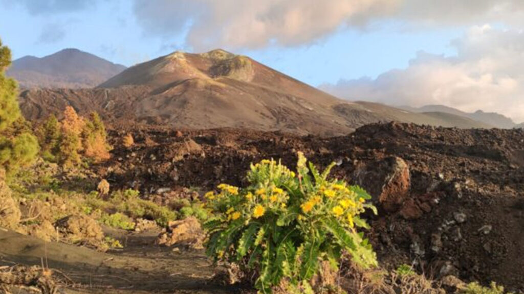 Vulkan Cumbre Vieja Wandertour La Palma