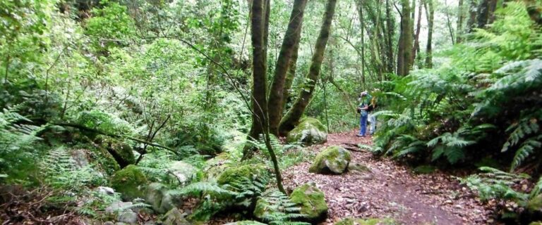 Spektakuläre Inselrundfahrt La Palma