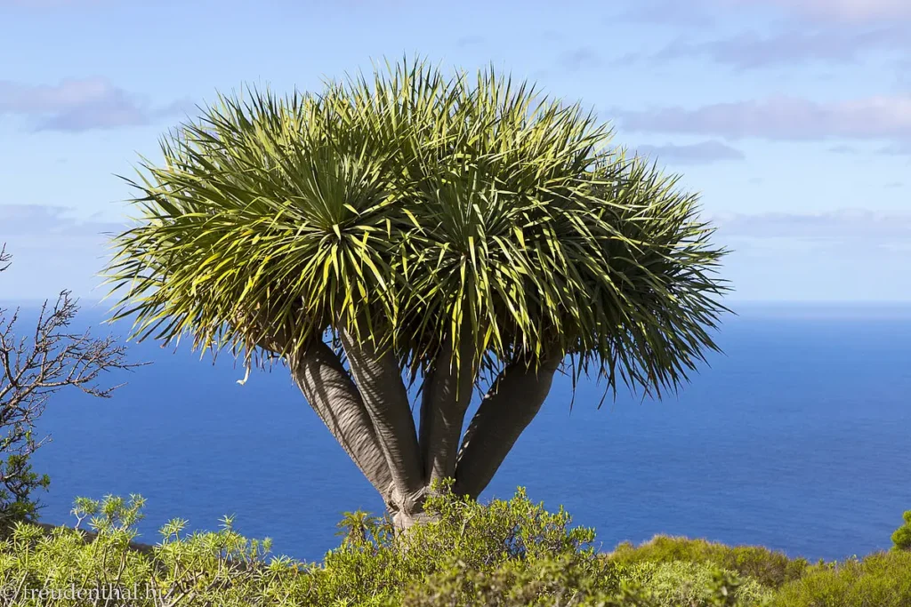 Drachenbaum Tour Wandern auf La Palma