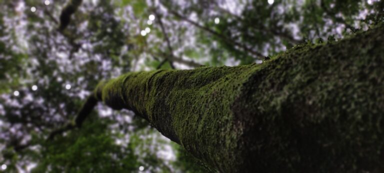 Fairytail Forest La Palma