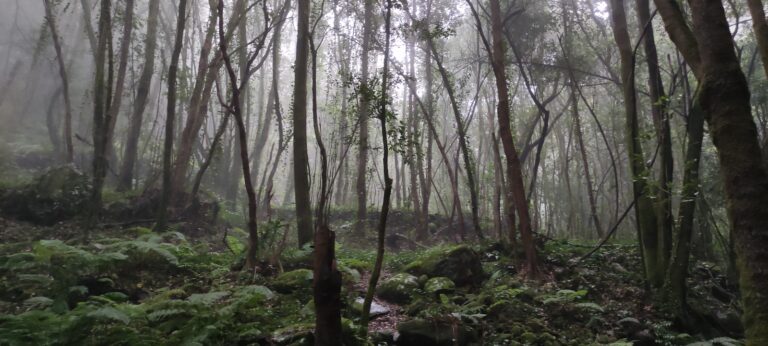 Fairytail Forest La Palma