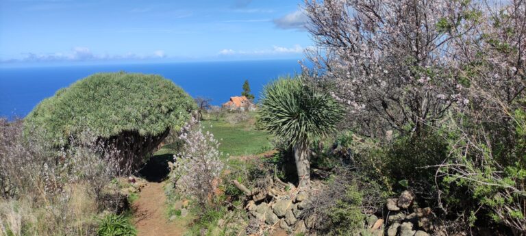 Drachenbaum Tour Wandern auf La Palma